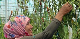 Onlar bayramı evde değil, serada geçiriyor