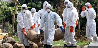 Düzce Valiliği, kuş gribiyle ilgili uyarı yayınladı: Kanatlı hayvanları risk ortadan kalkana kadar dışarı çıkarmayın