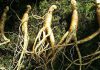 Kırmızı Ginseng Faydaları Nelerdir?