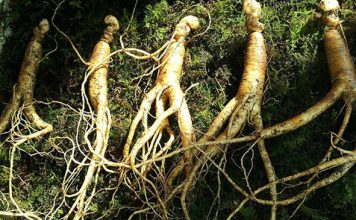 Kırmızı Ginseng Faydaları Nelerdir?