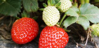 ÇİLEK, ÇALIŞTAYDA KONUŞULACAK