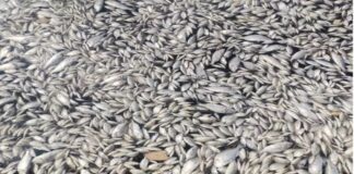 İzmir’de endişe yaratan görüntü: Körfez ölü balıklarla kaplandı