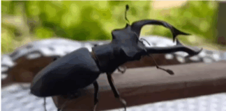 Akademik çalışmalara konu oldu! Öldürene veya satana 557 bin TL ceza