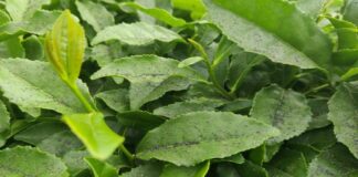 Halk sağlığını tehdit ediyor: Çay fabrikasının bacasından çıkan kömür tozları çay bahçelerine yağıyor