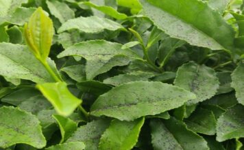 Halk sağlığını tehdit ediyor: Çay fabrikasının bacasından çıkan kömür tozları çay bahçelerine yağıyor