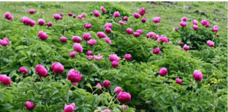 Yılda 10 gün açıyor! Koparmanın cezası yarım milyon