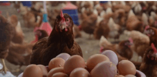 Üreticilerden risk uyarısı: Kuş gribi kabusu geri döndü! Afyon’da 2,5 milyon hayvan itlaf edildi